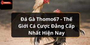 Đá Gà Thomo67 – Thế Giới Cá Cược Đẳng Cấp Nhất Hiện Nay